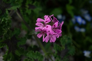 虫が嫌がる香りって?簡単に作れるオリジナル虫よけスプレー